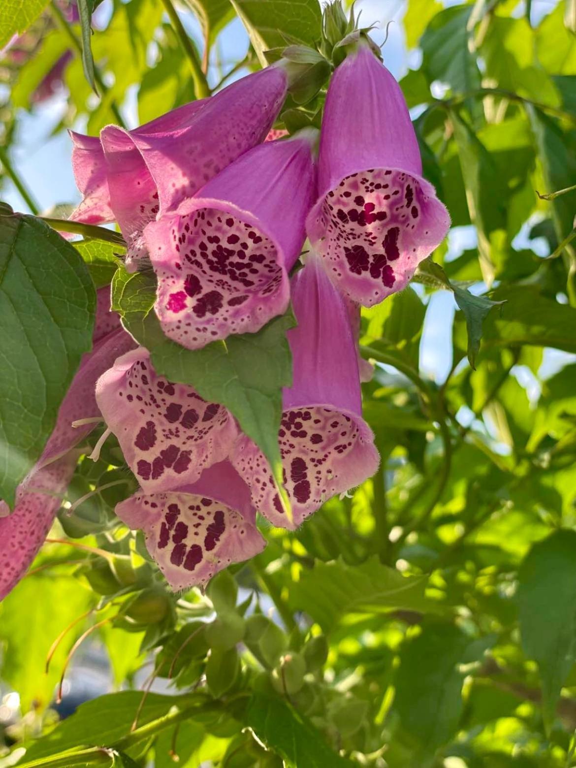 Zacisze Na Podzamczu Daire Odrzykon Dış mekan fotoğraf