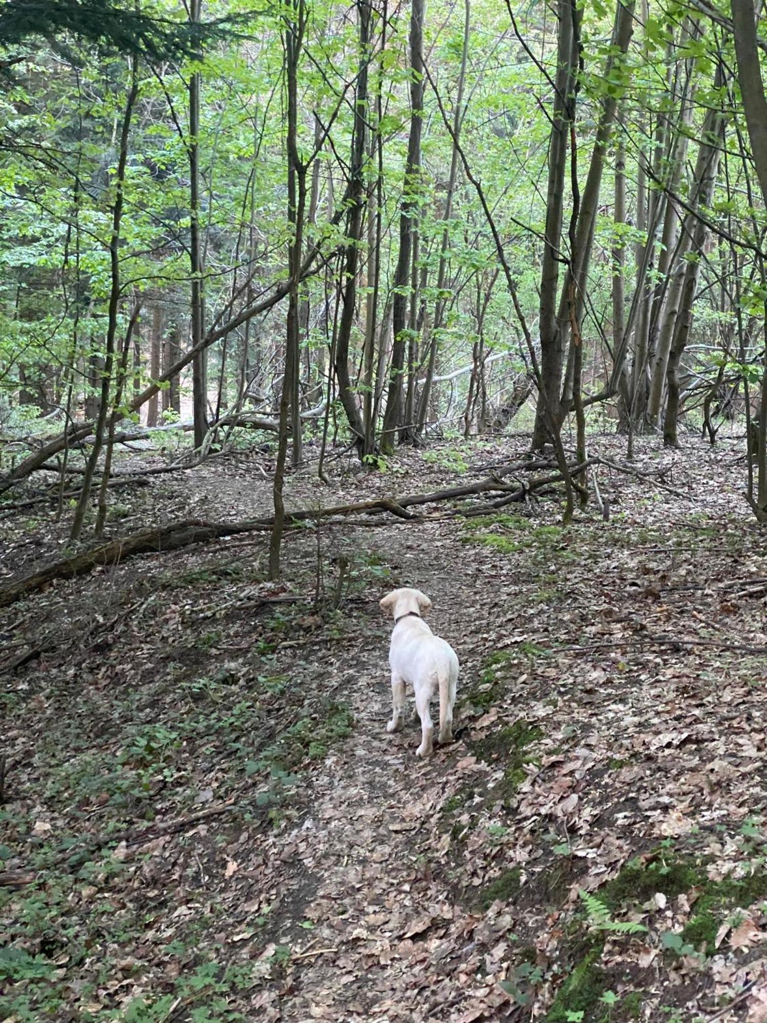 Zacisze Na Podzamczu Daire Odrzykon Dış mekan fotoğraf